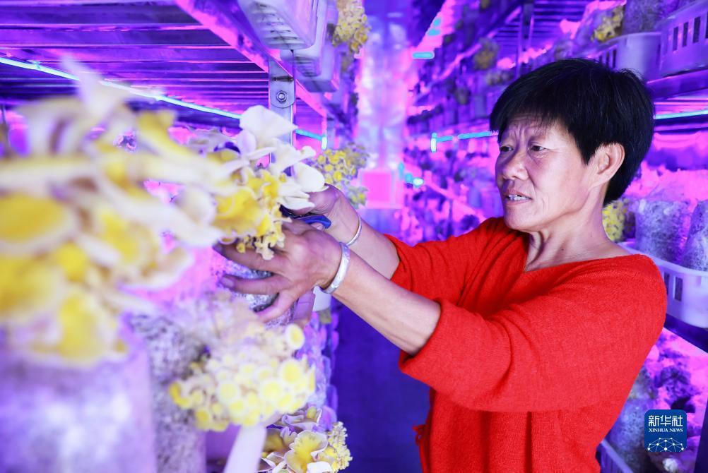 白菜网送彩金